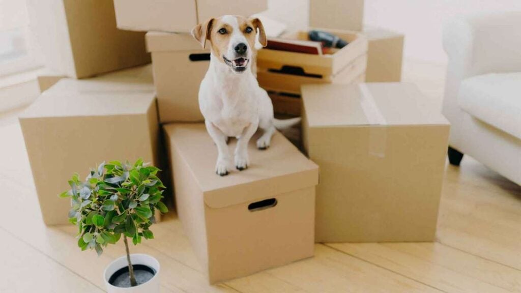 A small Jack Russell Terrier sitting on top of cardboard moving boxes in a bright room.